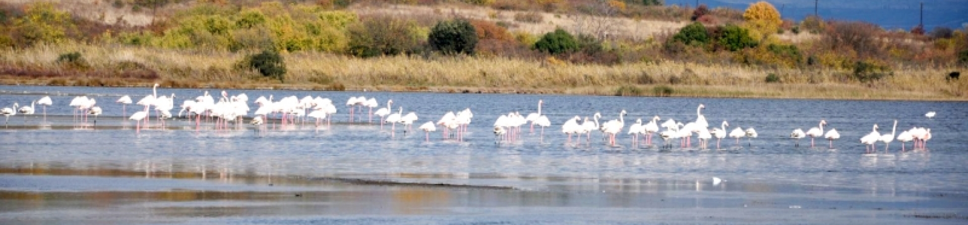 Altınova'da doğal miras öncelikli koruma