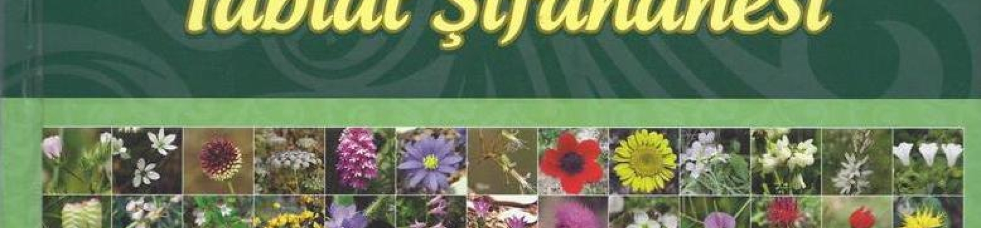 Hatay’ın şifalı bitkileri