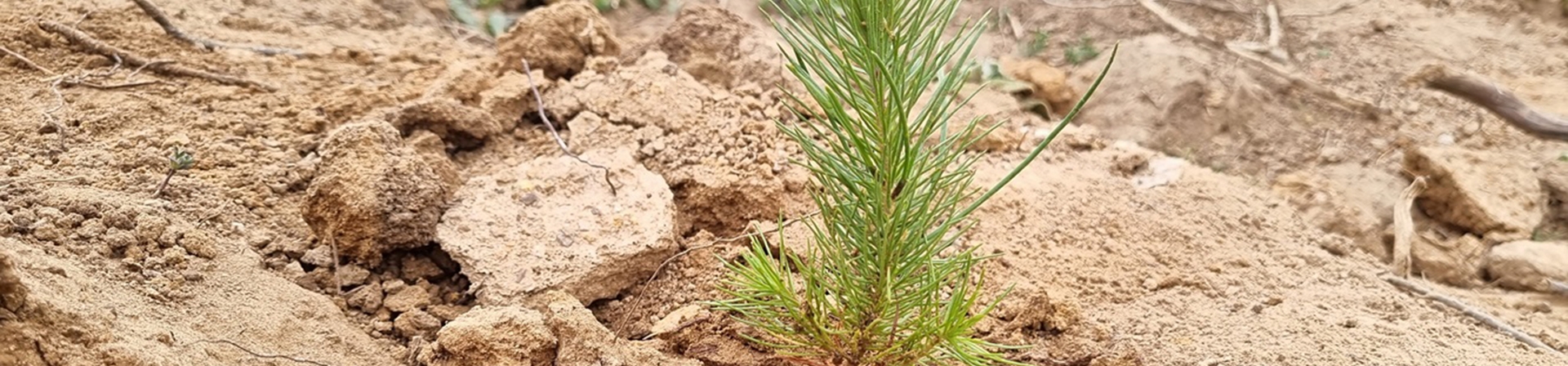 Şehrime 7 Ağaç Kampanyası, 12 Yaşında!