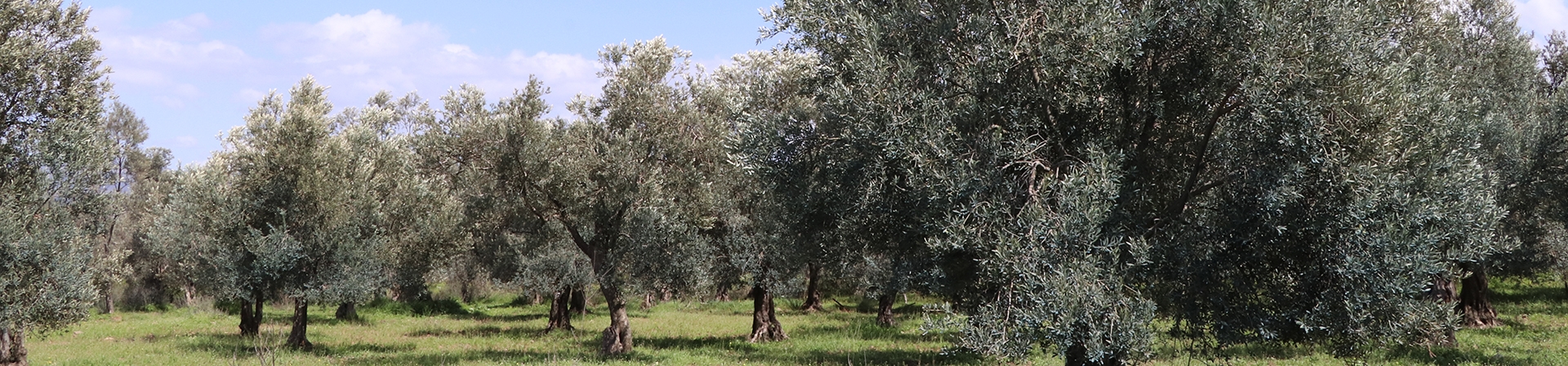 Zeytin Ağaçları Toprağıyla Birlikte Korunmalı!