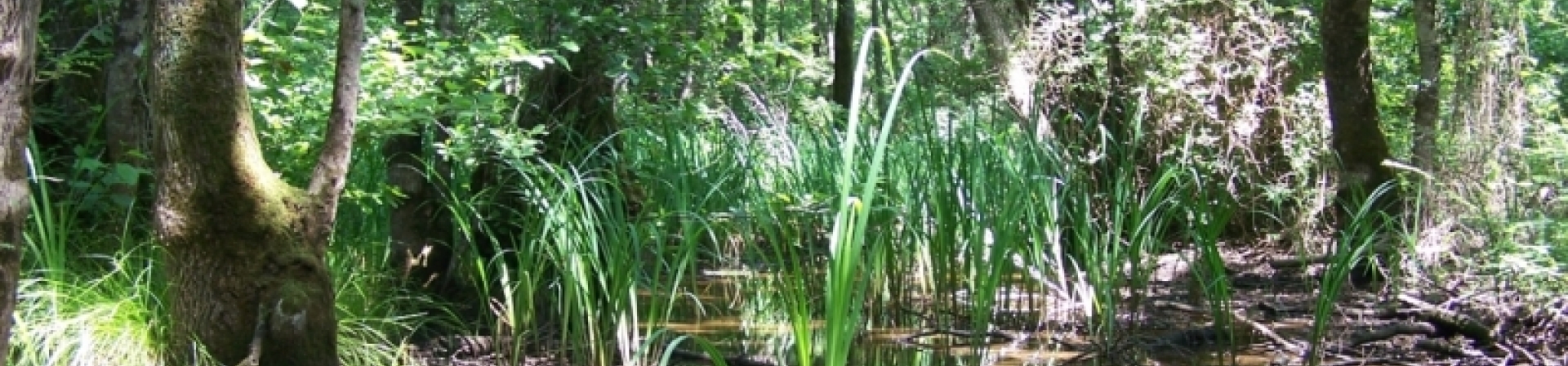 Su Basar Orman Kavramı ve İğneada Longozları