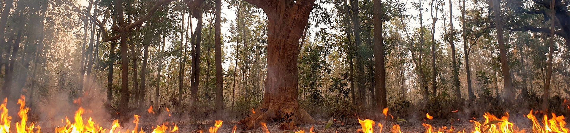 Türkiye’nin Yangın Sonrası Faaliyetleri Biyoçeşitliliği Göz Ardı Ediyor
