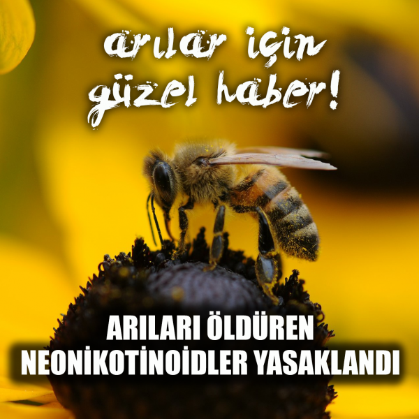 Banner Görseli